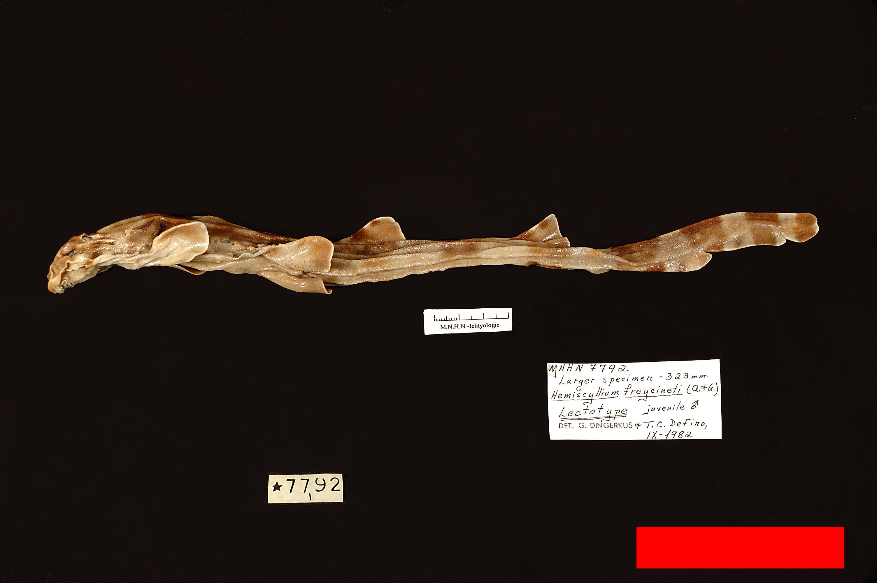 Hemiscyllium (Quoy & Gaimard, 1824)